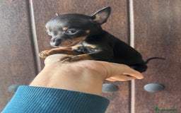 Pinscher Miniatura perros en venta: MINI PINSCHER MUNIATURA - Anuncio 20