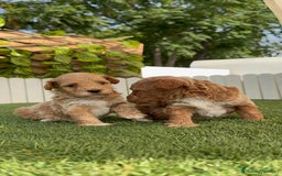 Caniche Toy perros en venta: CANICHE TOY MACHO - Imagen 10