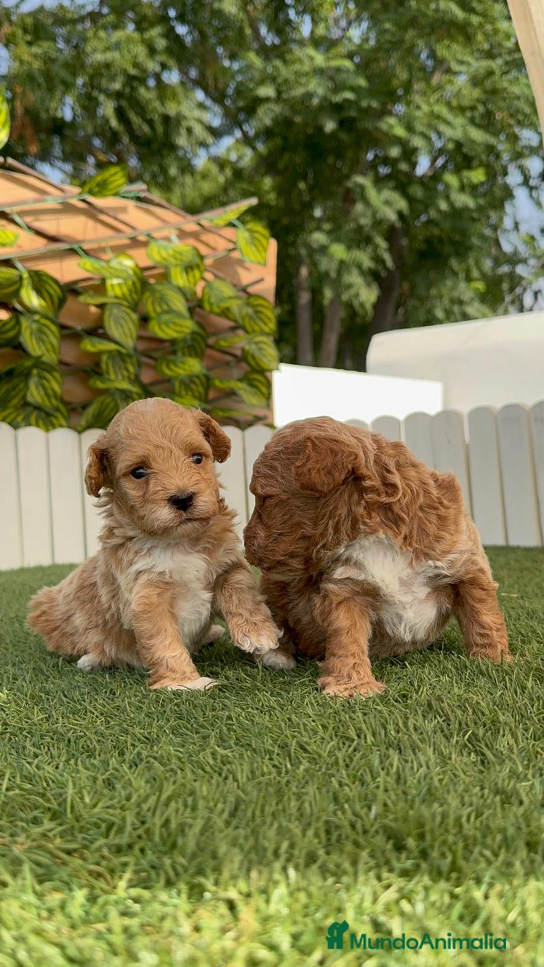 Caniche Toy perros en venta: CANICHE TOY MACHO - Imagen 10