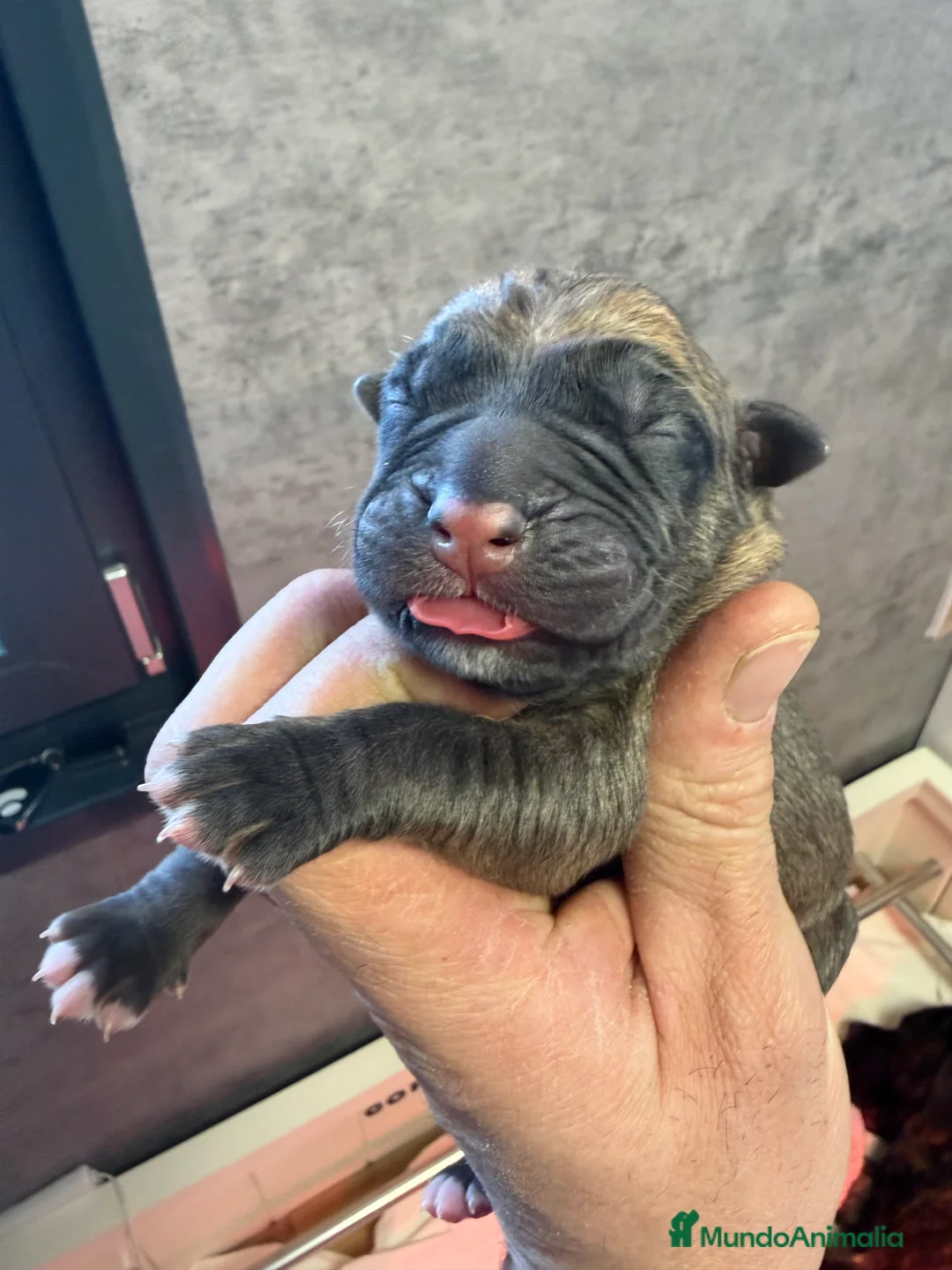 Cane Corso perros en venta: Camada Cane corso - Anuncio 2