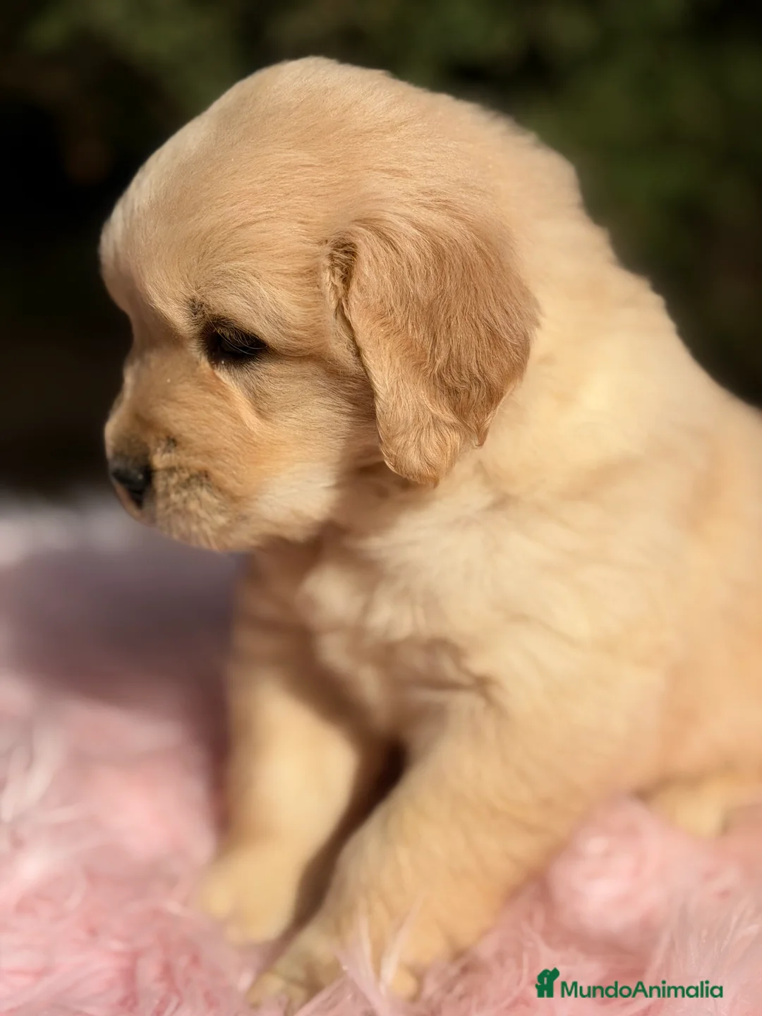 Golden Retriever perros en venta: Golden hembra  - Anuncio 5