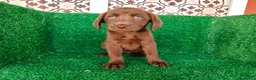 Labrador Retriever perros en venta: labrador retriever - Anuncio 7