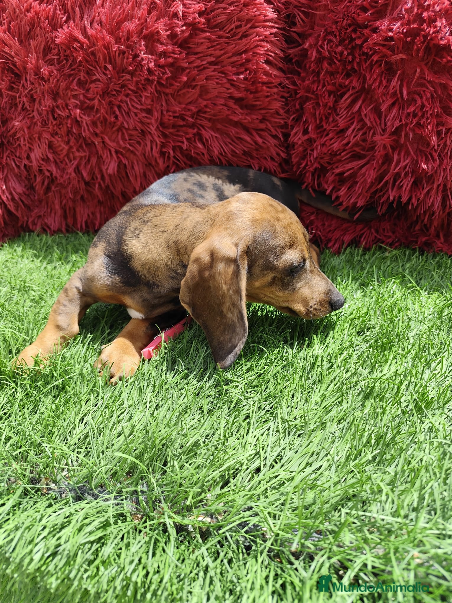 Teckel Miniatura perros en venta: Teckel Miniatura merle en Alicante - Anuncio 13