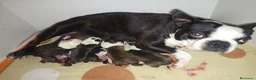 Boston Terrier perros en venta: Boston Terrier  - Anuncio 1