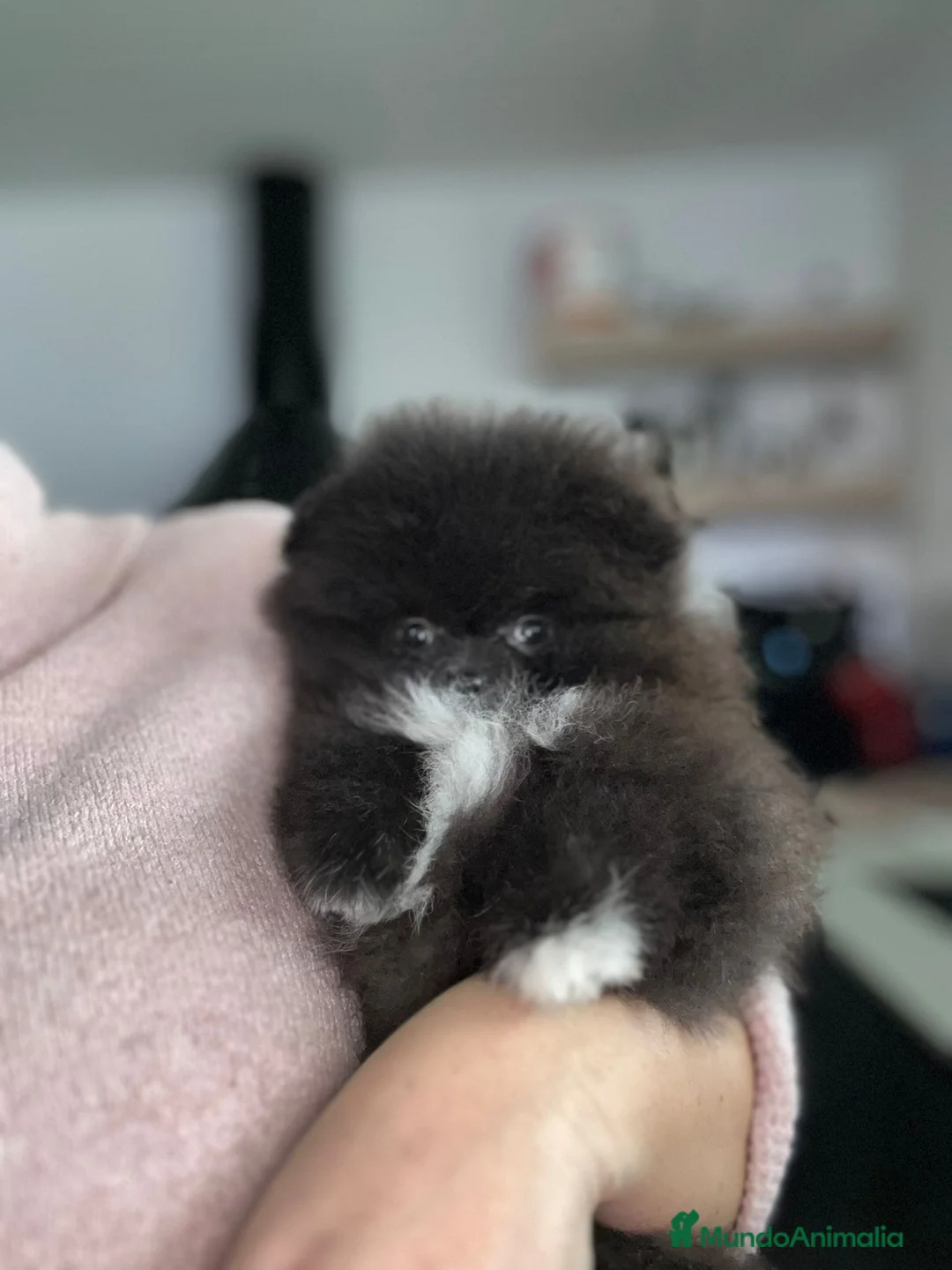 Pomerania perros en venta: Lulú de pomerania toy - Anuncio 3