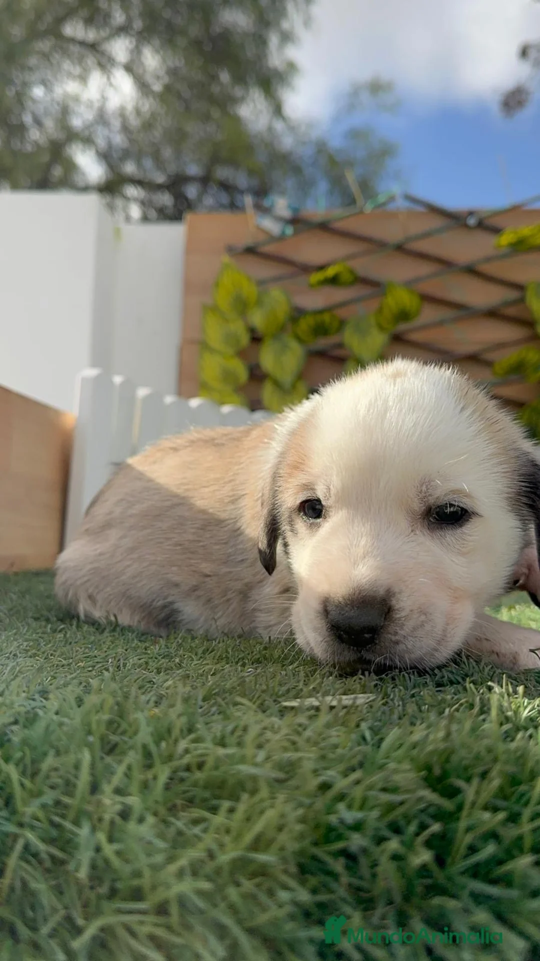 Mastín Español perros en venta: MASTIN HEMBRA - Anuncio 2