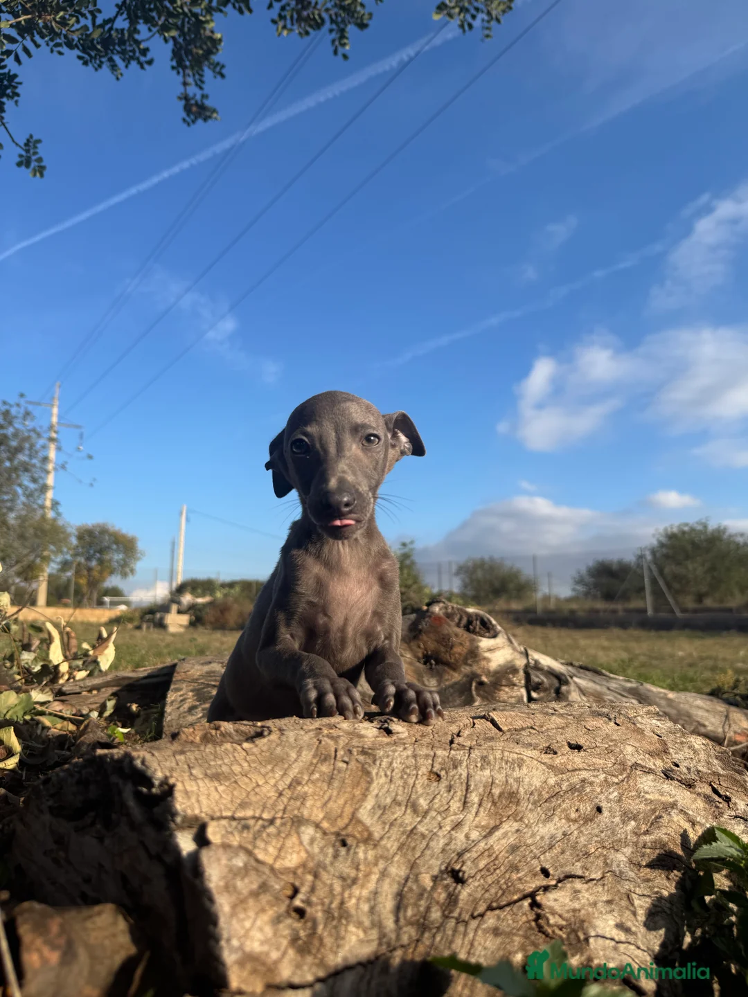 Pequeño Lebrel Italiano perros en venta: PICOLO LEBREL ITALIANO BLUE - Anuncio 1
