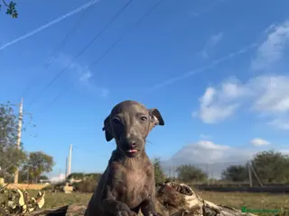 Pequeño Lebrel Italiano perros PICOLO LEBREL ITALIANO BLUE - Anuncio 12