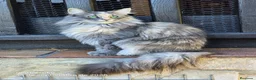 Bosque de Noruega gatos en venta: Bosques de Noruega  - Anuncio 19