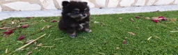 Pomerania perros en venta: Pomerania Toy Top  - Anuncio 25