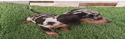 Teckel Miniatura perros en venta: Cachorro de Teckel Arlequin  - Anuncio 1