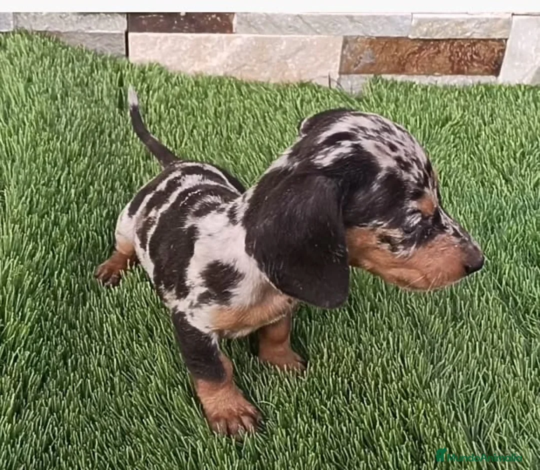 Teckel Miniatura perros en venta: Cachorro de Teckel Arlequin  - Anuncio 1