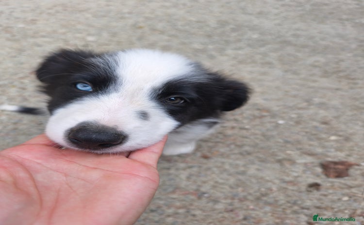 Border Collie perros - Anuncio 6