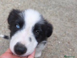 Border Collie perros - Anuncio 25