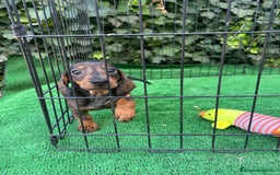 Teckel Miniatura perros en venta: teckel arlequin - Imagen 2