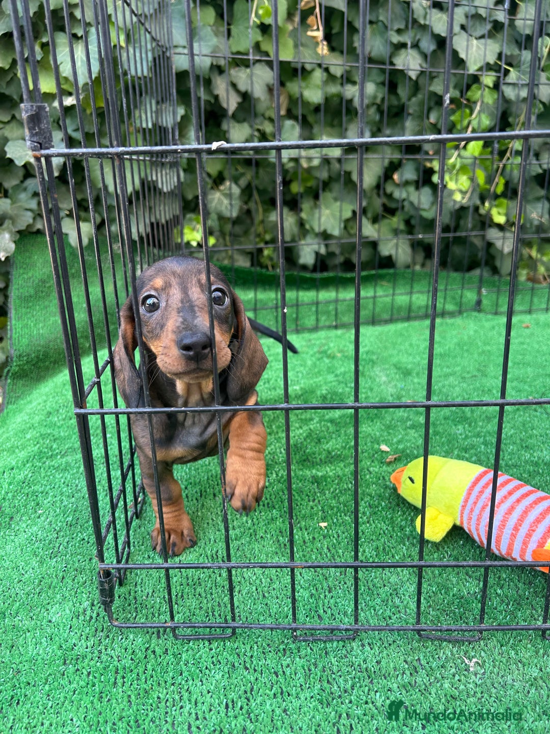 Teckel Miniatura perros en venta: teckel arlequin - Imagen 2