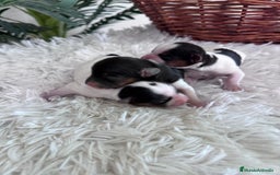 Yorkshire Terrier perros en venta: YORKSHIRE TERRIER BIEWER - Imagen 16