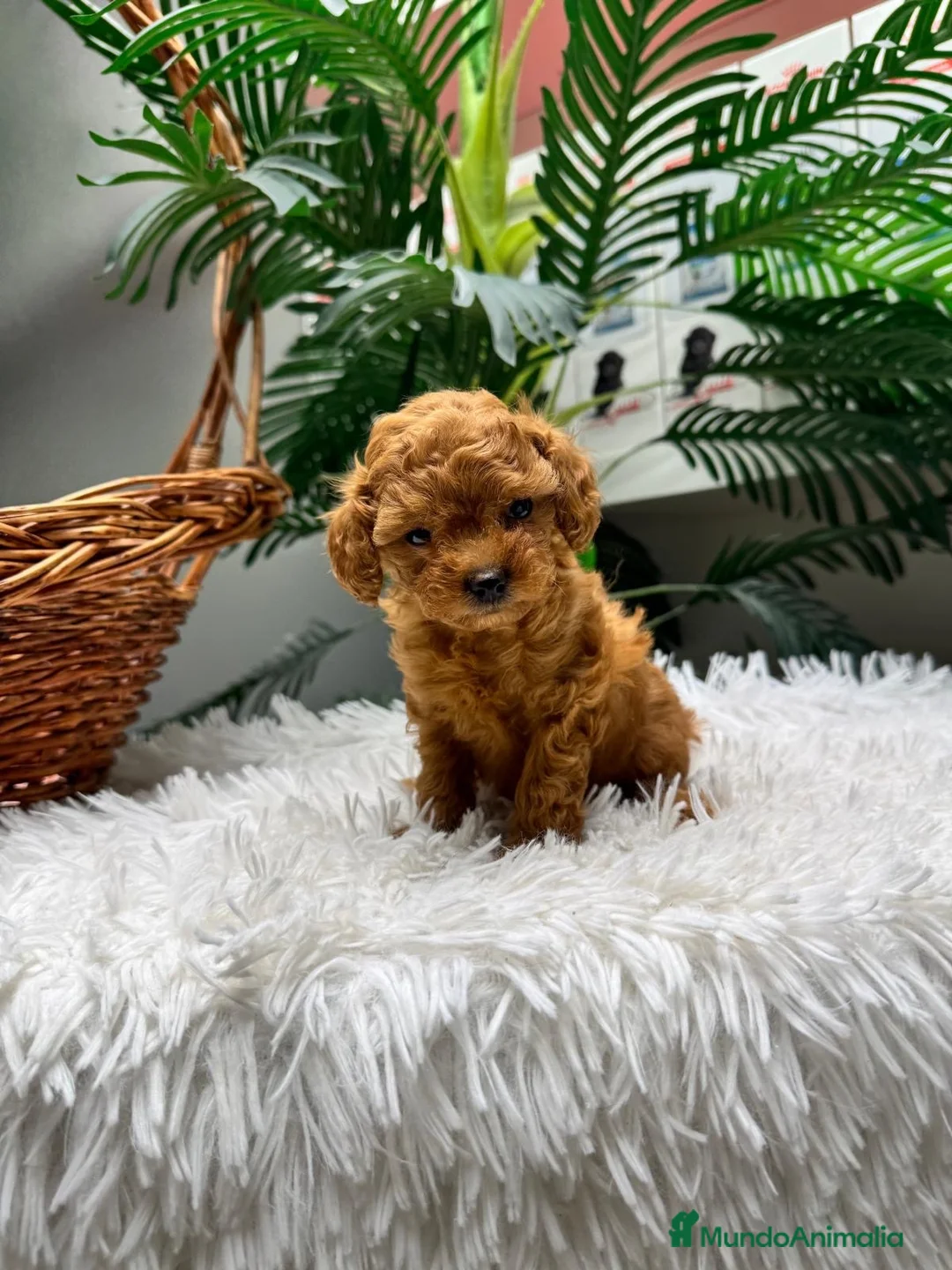 Caniche Toy perros en venta: CANICHE TOY - Anuncio 2
