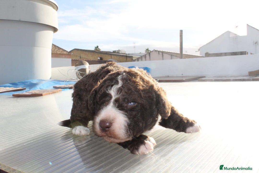 Perro de Agua Español perros en venta: Perros de agua  - Anuncio 6