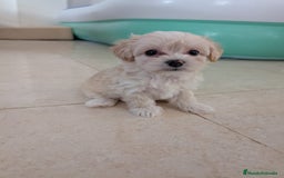 Maltipoo perros en venta: Camada de Maltipoo  - Imagen 1