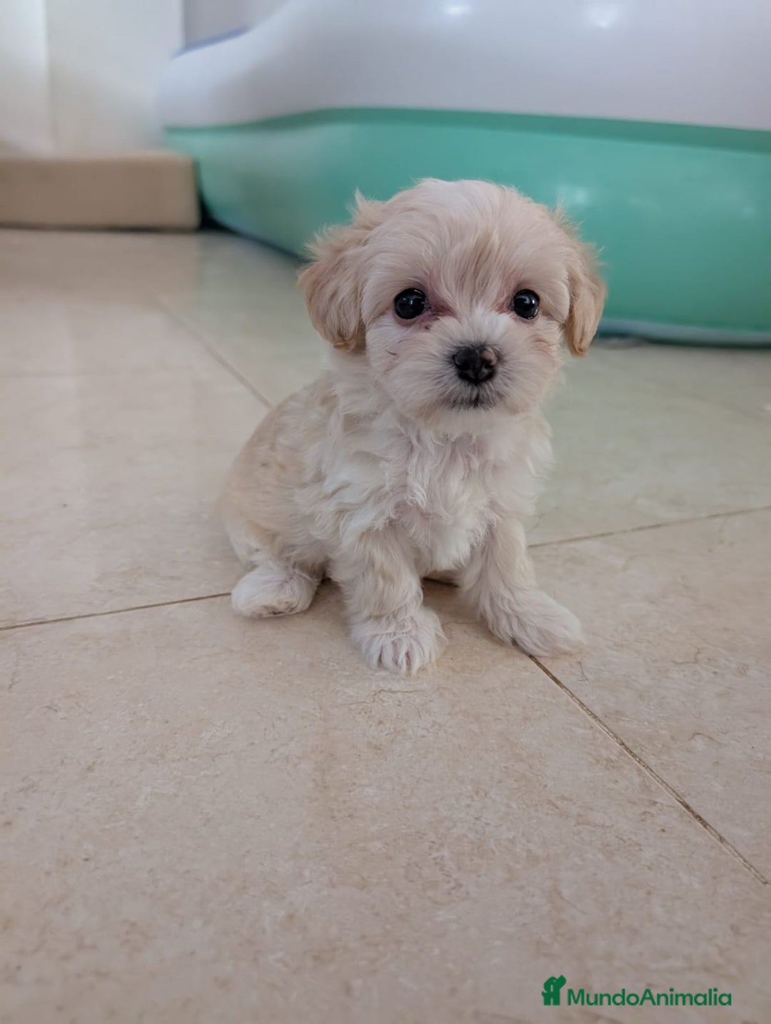 Maltipoo perros en venta: Camada de Maltipoo  - Imagen 1