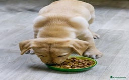 Labrador Retriever perros en venta: LABRADORES MADRID  - Imagen 2