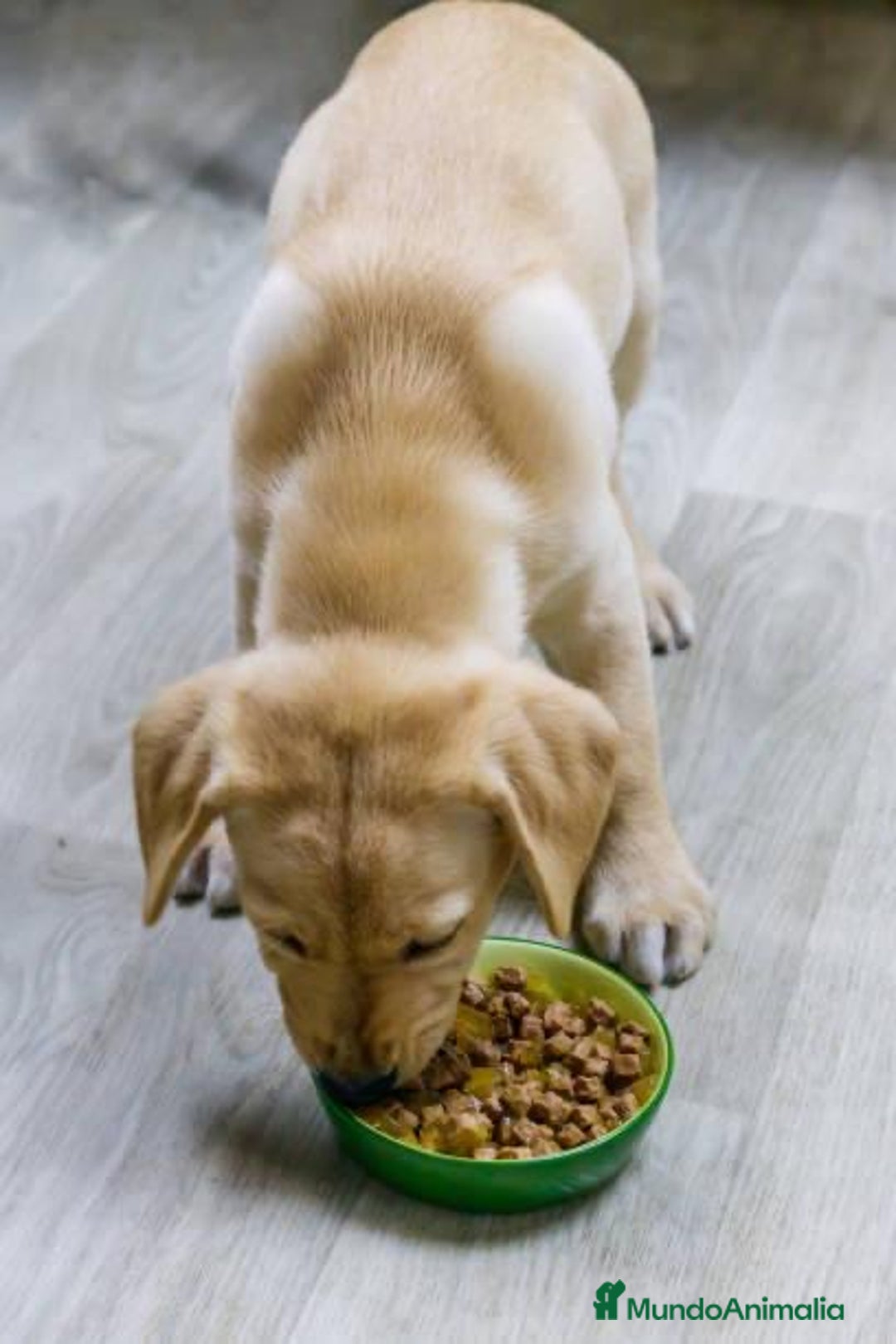 Labrador Retriever perros en venta: LABRADORES MADRID  - Imagen 2