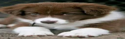 Border Collie perros en venta: BORDER COLLIE CACHORROS DESDE 350 € - Anuncio 6