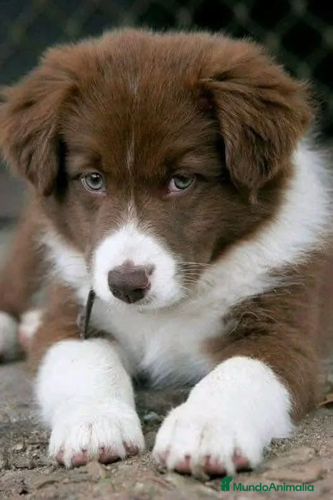 Border Collie perros en venta: BORDER COLLIE CACHORROS DESDE 350 € - Anuncio 6