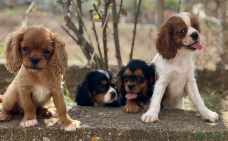 Cavalier King Charles Spaniel perros - Anuncio 1
