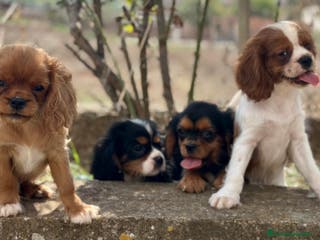 Cavalier King Charles Spaniel perros CAVALIER DISPONIBLES - Anuncio 5