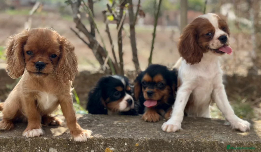 Cavalier King Charles Spaniel perros en venta: CAVALIER DISPONIBLES - Anuncio 1