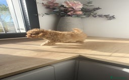 Caniche Toy perros en venta: Caniche hembra Apricot y Roja - Anuncio 6