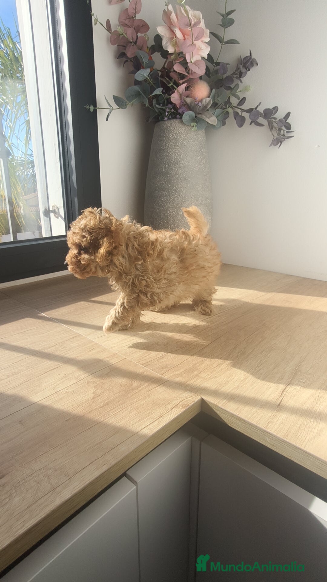 Caniche Toy perros en venta: Caniche hembra Apricot y Roja - Anuncio 6