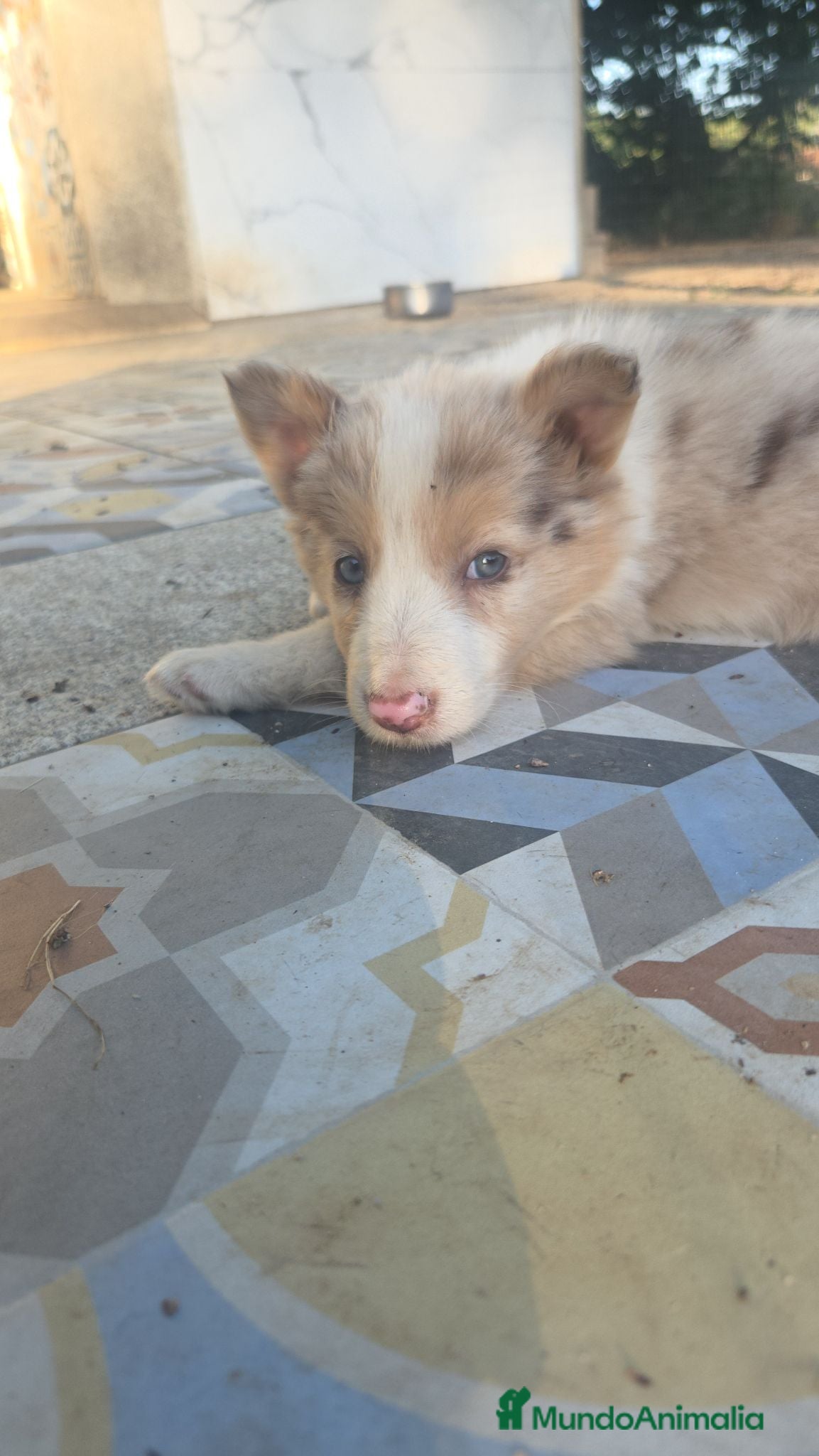 Border Collie perros en venta: Border collie - Anuncio 1