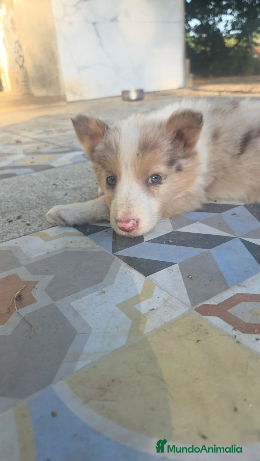 Border Collie perros en venta: Border collie - Anuncio 1