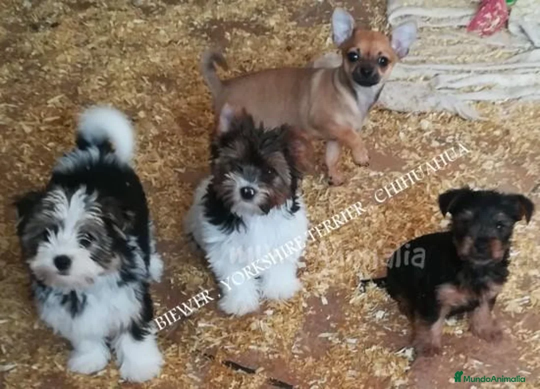 Imagen de galería {{count}}