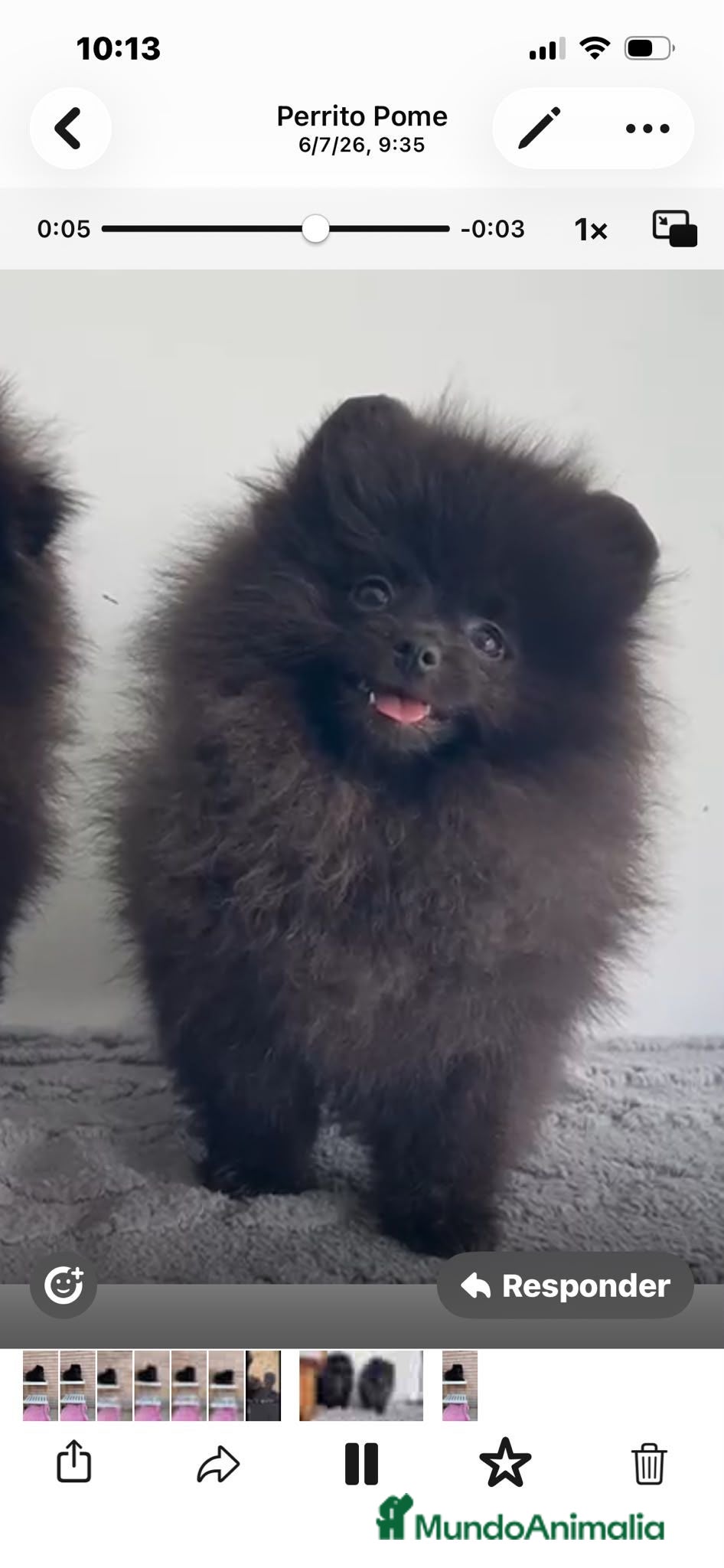 Pomerania perros Pomerañia mini - Anuncio 1