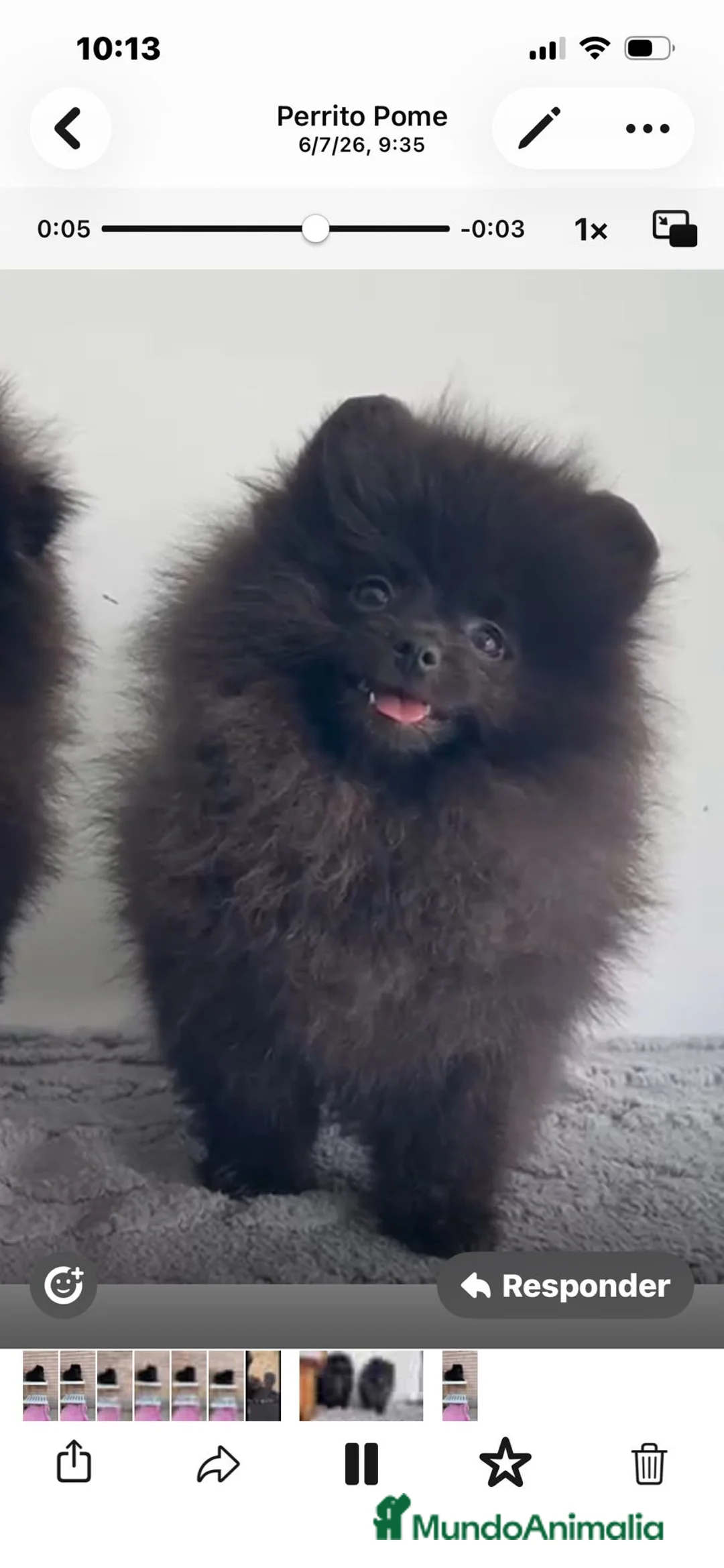 Pomerania perros en venta: Pomerañia mini - Anuncio 1
