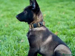 Pastor Belga Malinois perros MALINOIS - Anuncio 1