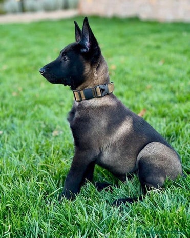 Pastor Belga Malinois perros MALINOIS - Anuncio 1