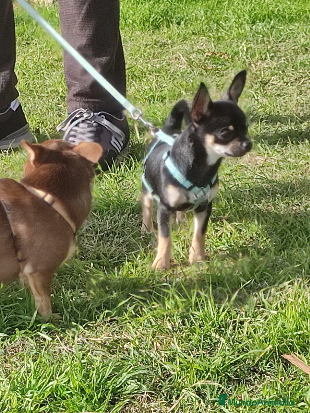 Chihuahua perros en venta: Chihuahua muy bonito - Anuncio 6