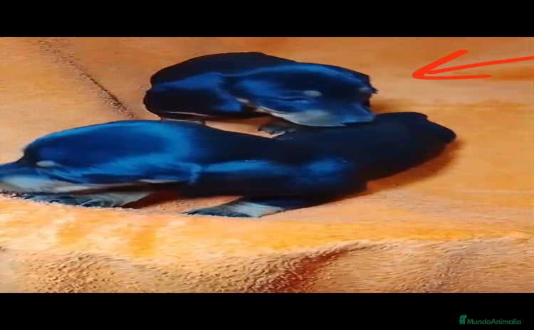 Teckel perros Cachorros de teckel  - Anuncio 1