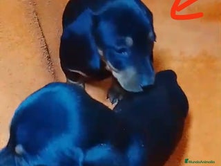 Teckel perros Cachorros de teckel - Anuncio 1