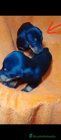 Teckel perros Cachorros de teckel - Anuncio 5