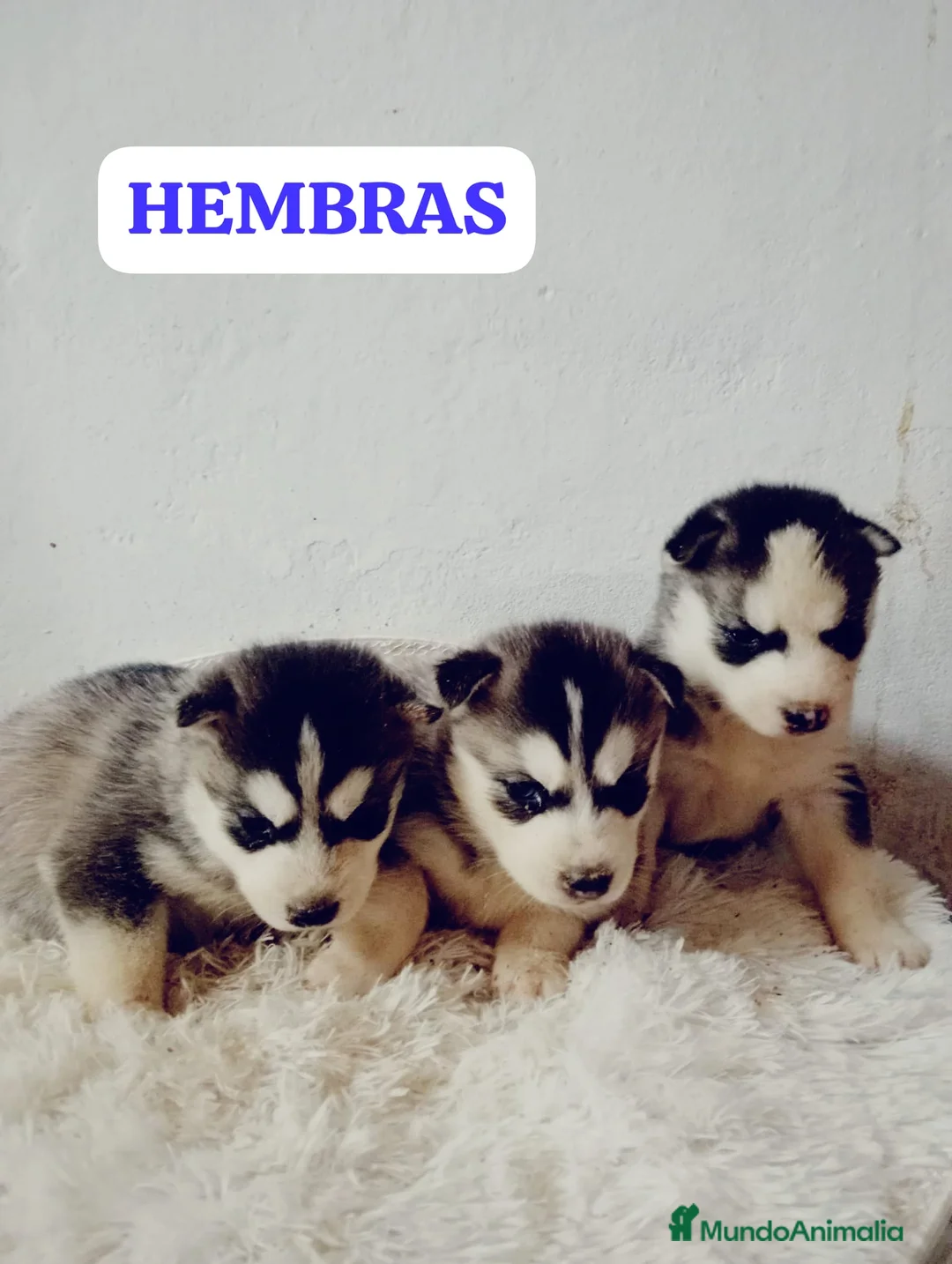 Husky Siberiano perros en venta: Husky siberiano  - Anuncio 4