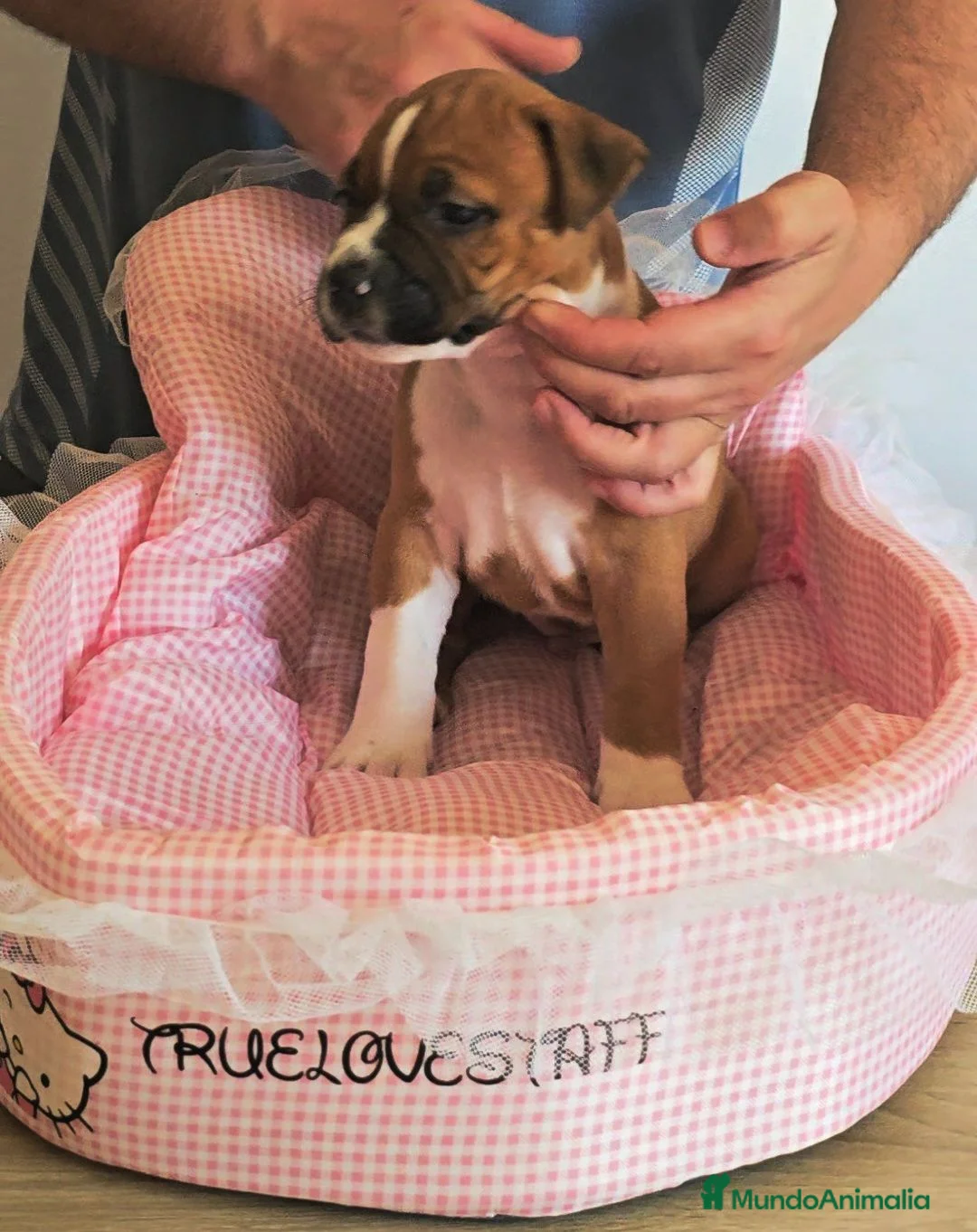 American Staffordshire-Terrier perros en venta: American staffordshire Terrier  - Anuncio 11