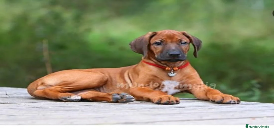 Imagen de galería {{count}}