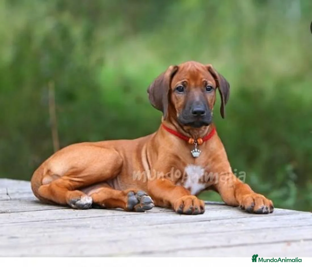 Imagen de galería {{count}}