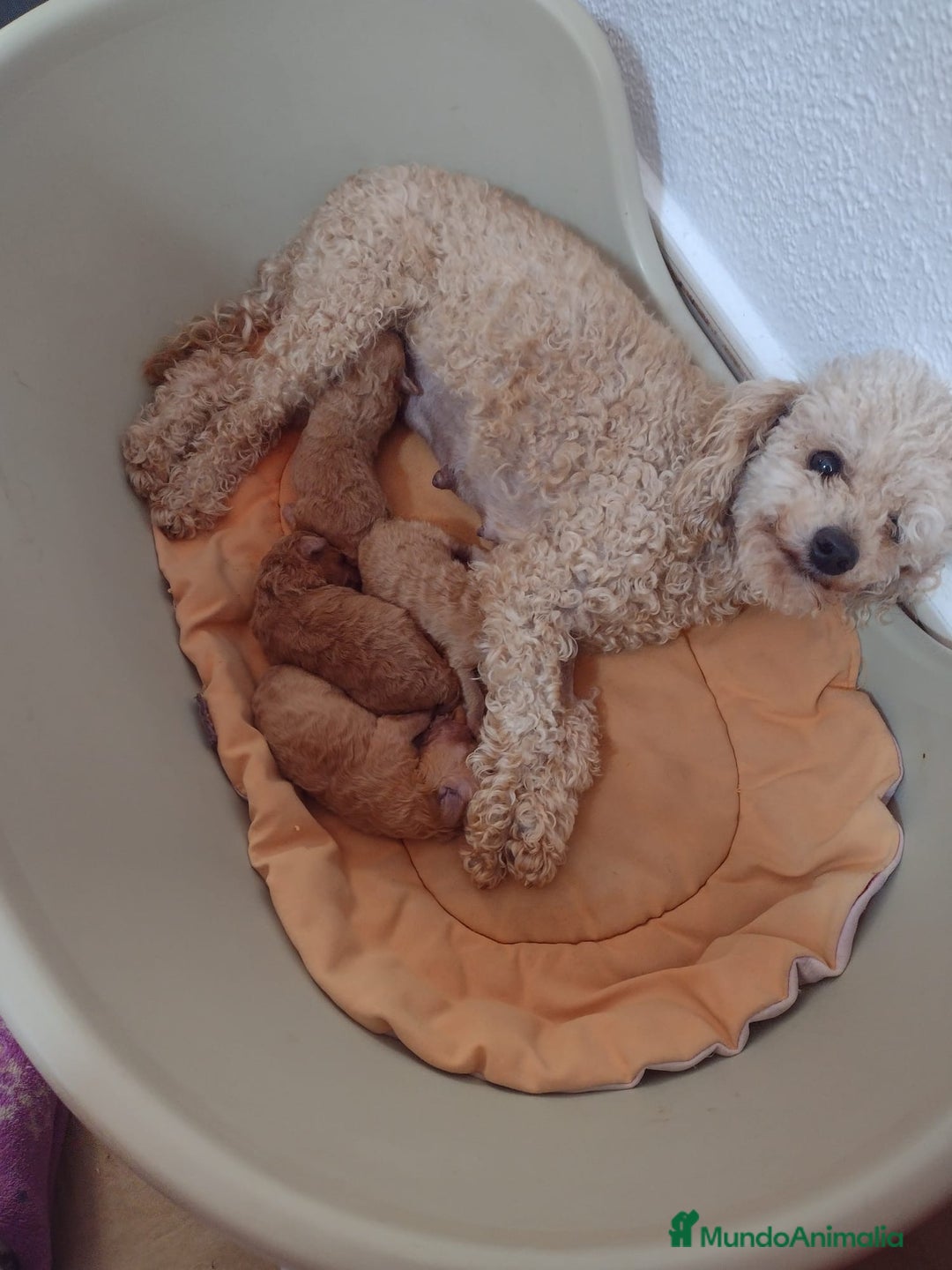 Caniche Toy perros en venta: Cachorros caniche toy - Anuncio 1